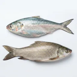 মৎস্য মহল